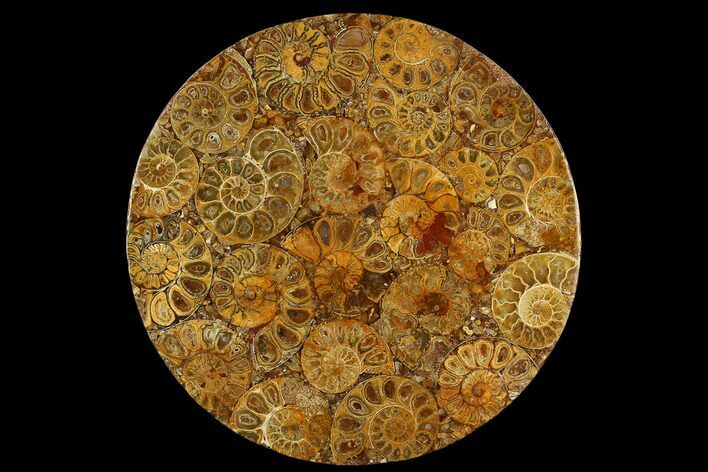 Composite Plate Of Agatized Ammonite Fossils #130576